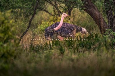Ostrich S 0Z82927