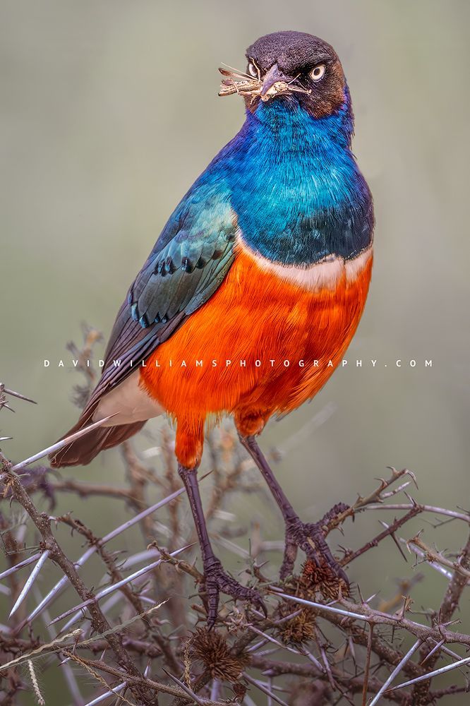 Superb Starling S NZ90751