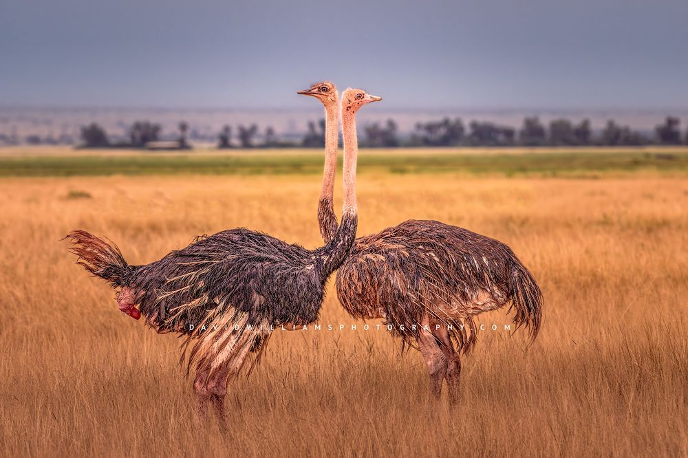 Ostrich GP NZ99764