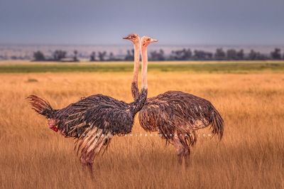 Ostrich GP NZ99764