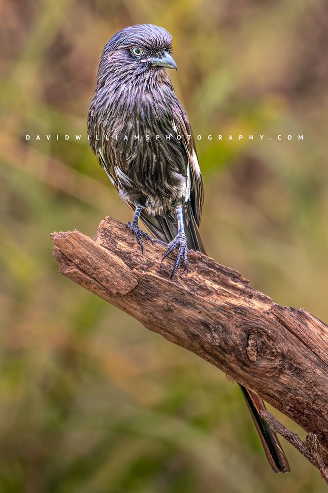 Magpie Shrike S NZ90582