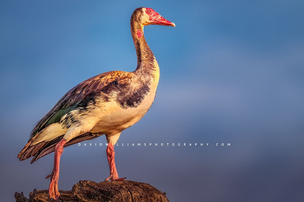 Spur-Winged Goose S 0Z82907