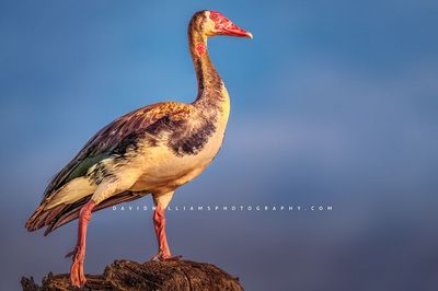 Spur-Winged Goose S 0Z82907