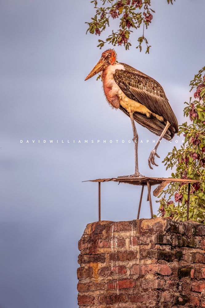 Stork S NZ90262