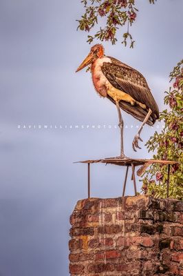 Stork S NZ90262