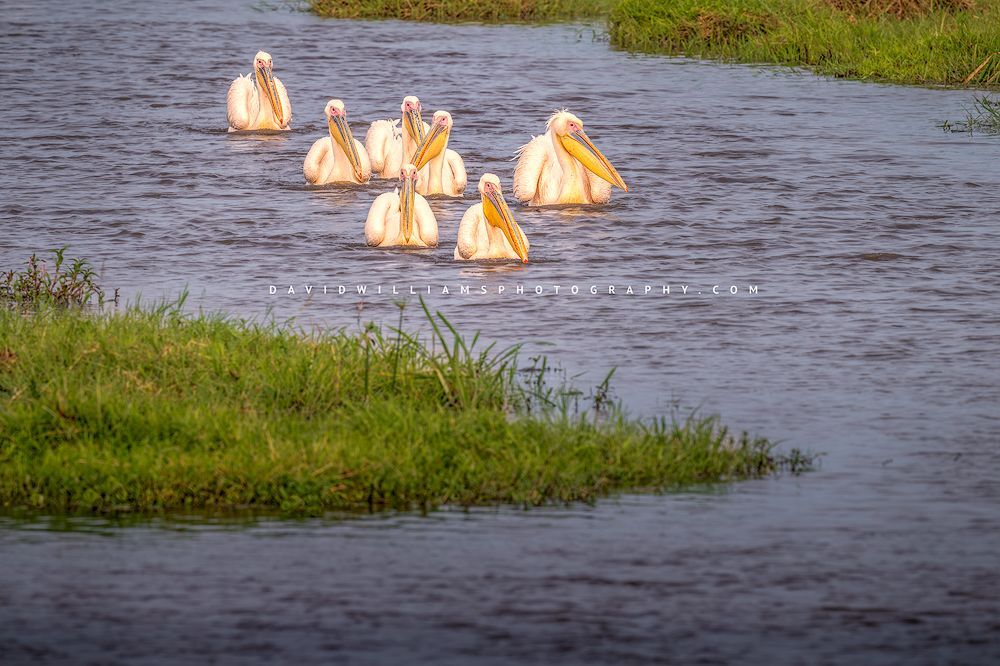 Great White pelican GP 0Z82248