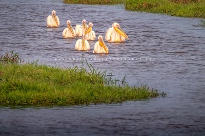 Great White pelican GP 0Z82248
