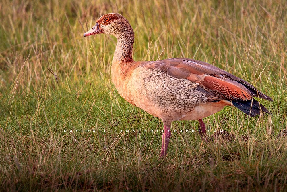 Egyptian Goose S 0Z82269