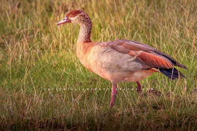 Egyptian Goose S 0Z82269