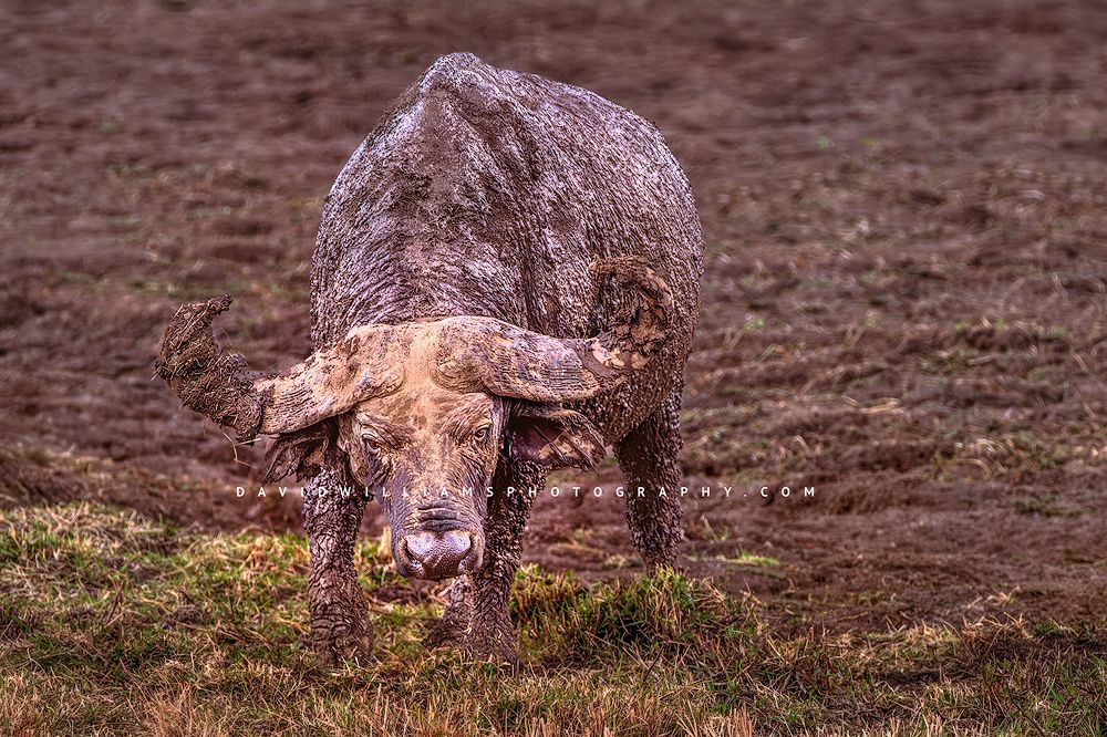 African-Buffalo-S_D856078