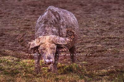 African-Buffalo-S_D856078