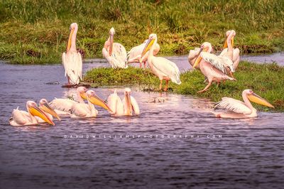 Great White Pelican GP 0Z82232