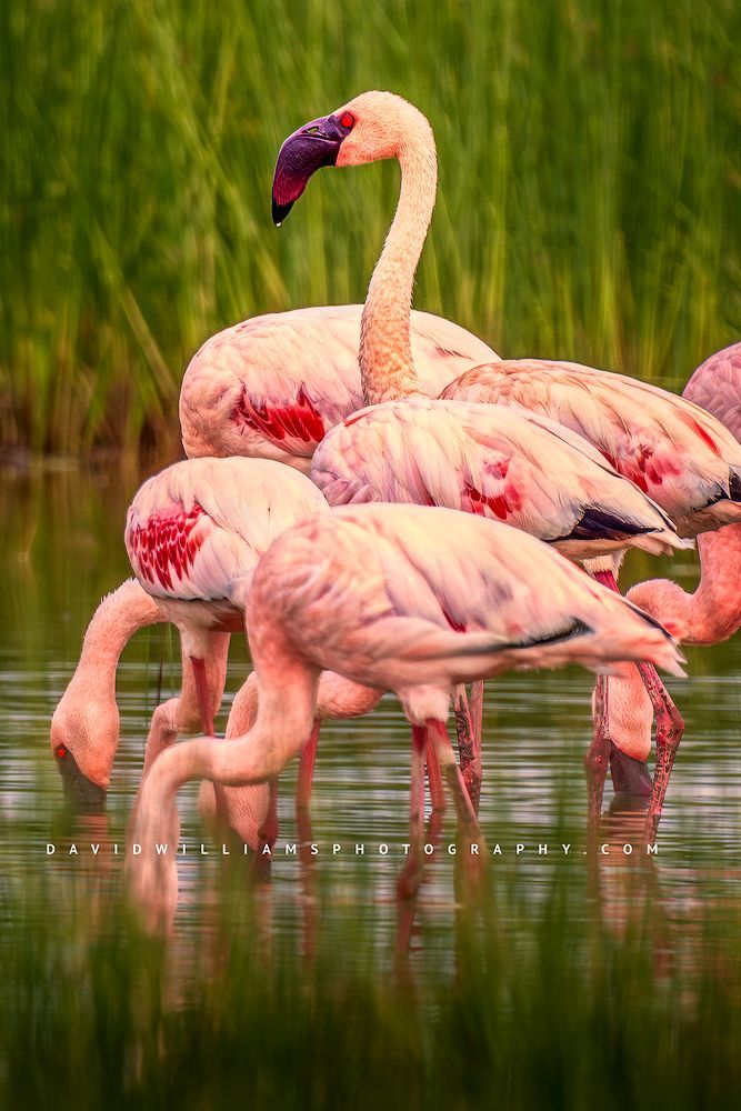 Flamingo GP 0Z82138