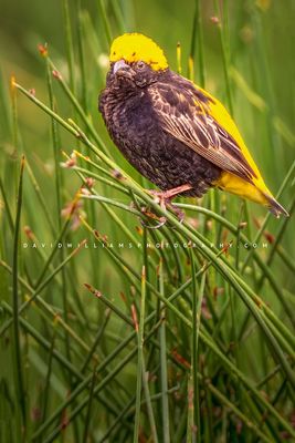 Yellow Crowned Bishop 0Z82106
