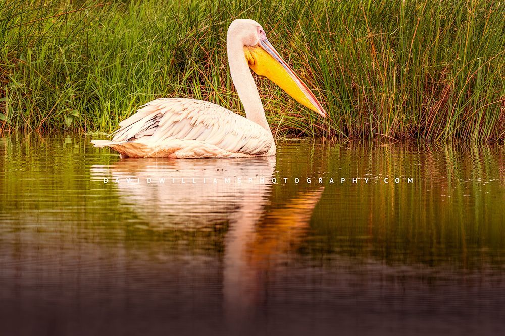 Great White Pelican 0Z82029
