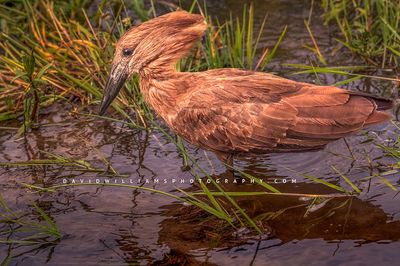 Hamerkop S NZ99095