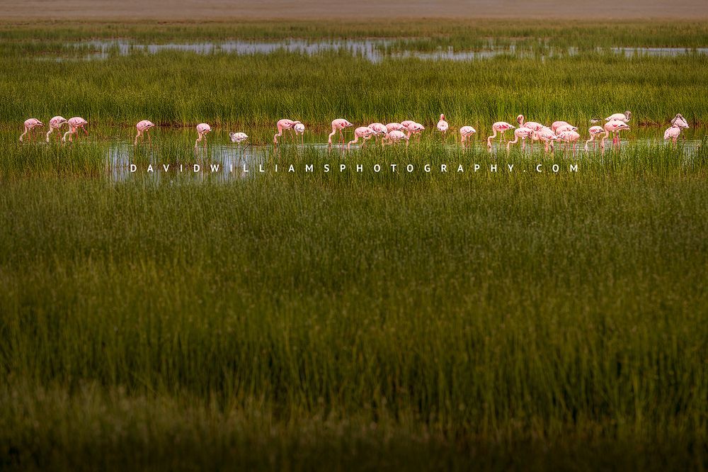 Flamingo GP NZ99332