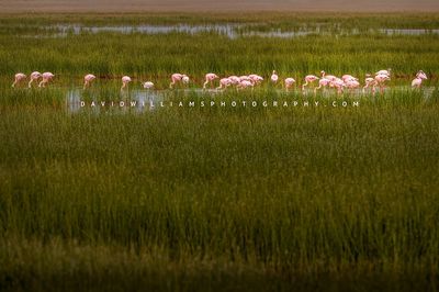 Flamingo GP NZ99332