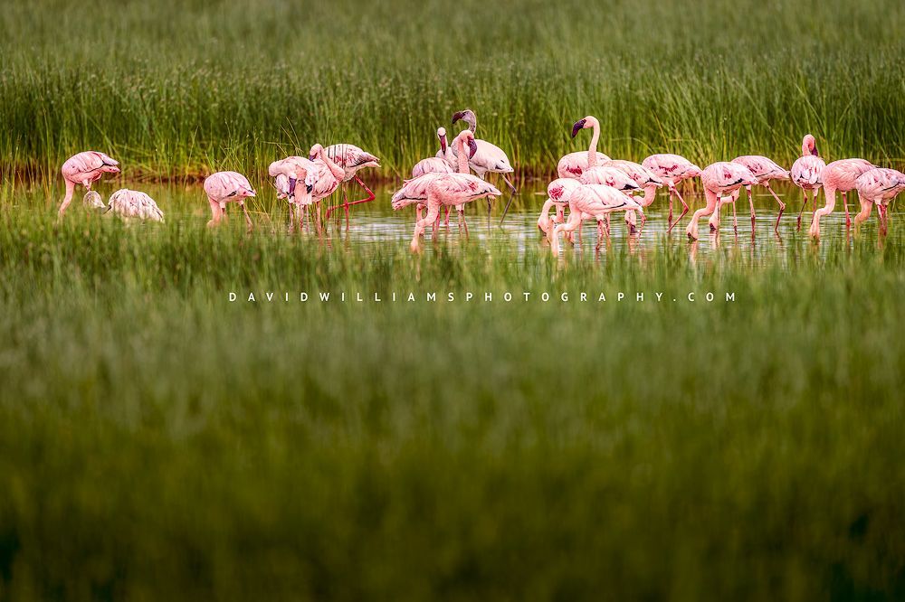 Flamingo GP 0Z82139