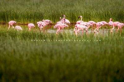 Flamingo GP 0Z82139