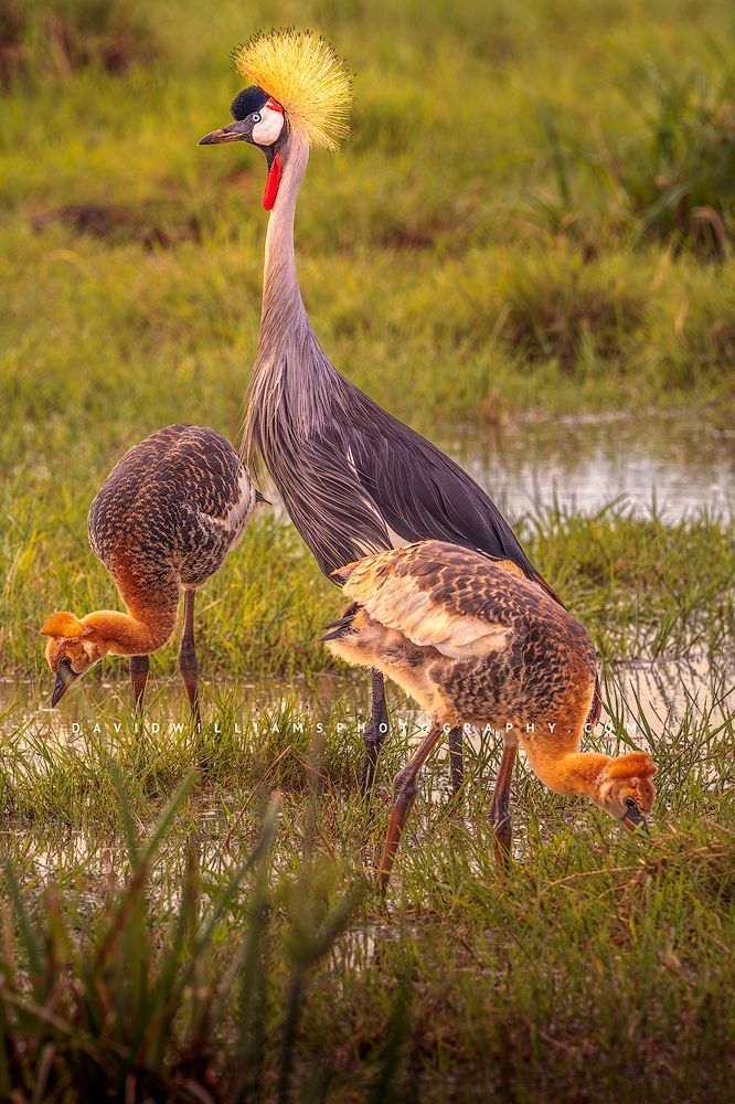 Black Crown Crane NZ99380