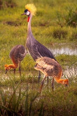 Black Crown Crane NZ99380