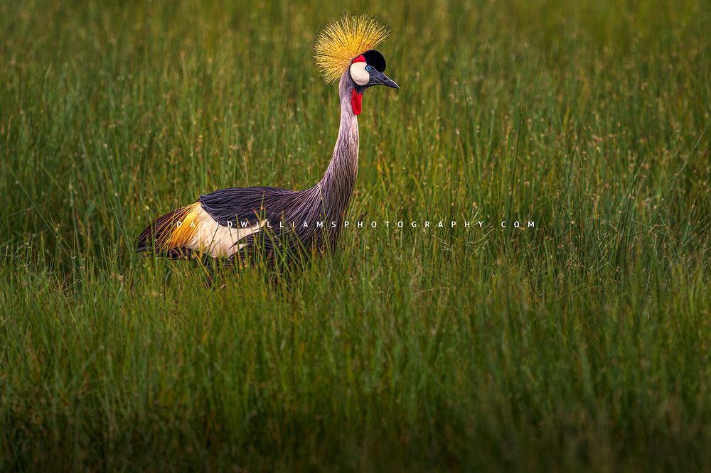 Black Crown Crane S NZ99217
