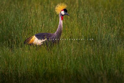 Black Crown Crane S NZ99217