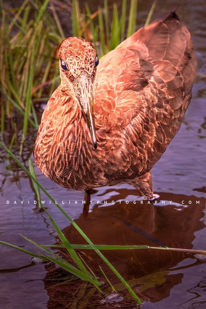 Hamerkop S NZ99099