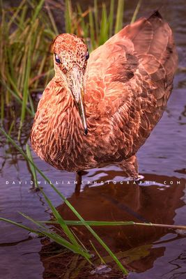 Hamerkop S NZ99099