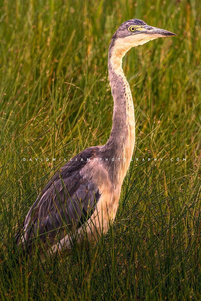 Black Headed Heron S NZ99203