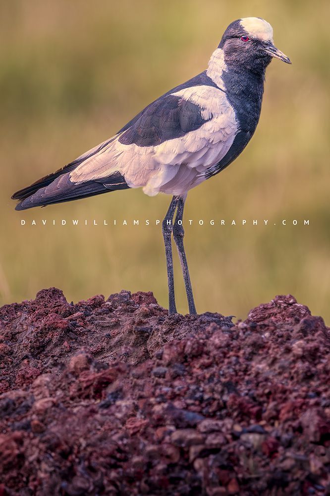 Blacksmith Plover NZ99391