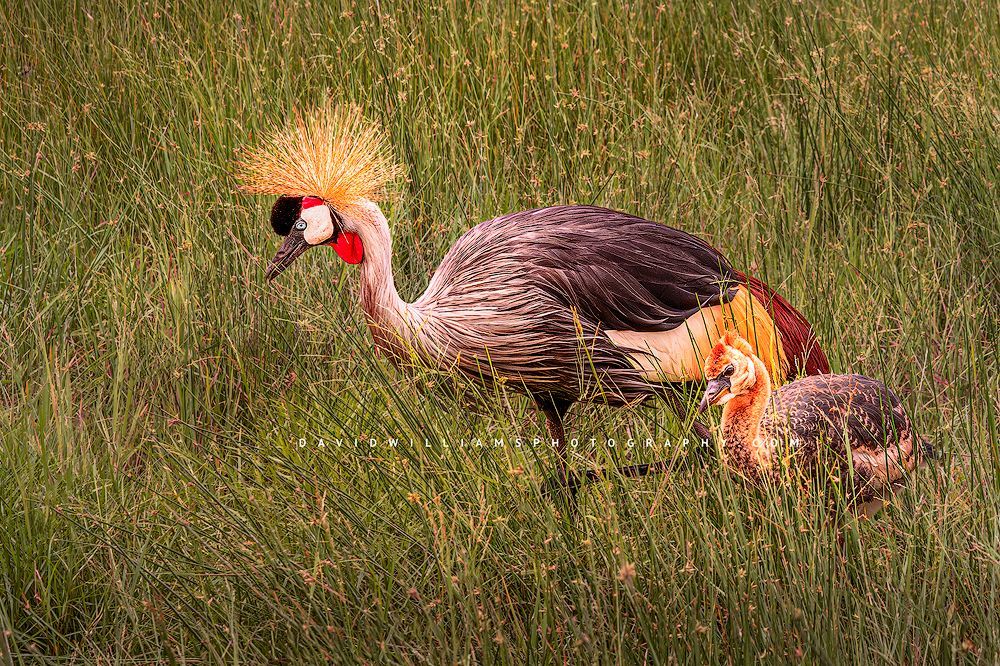 Black Crown Crane GP 0Z81815