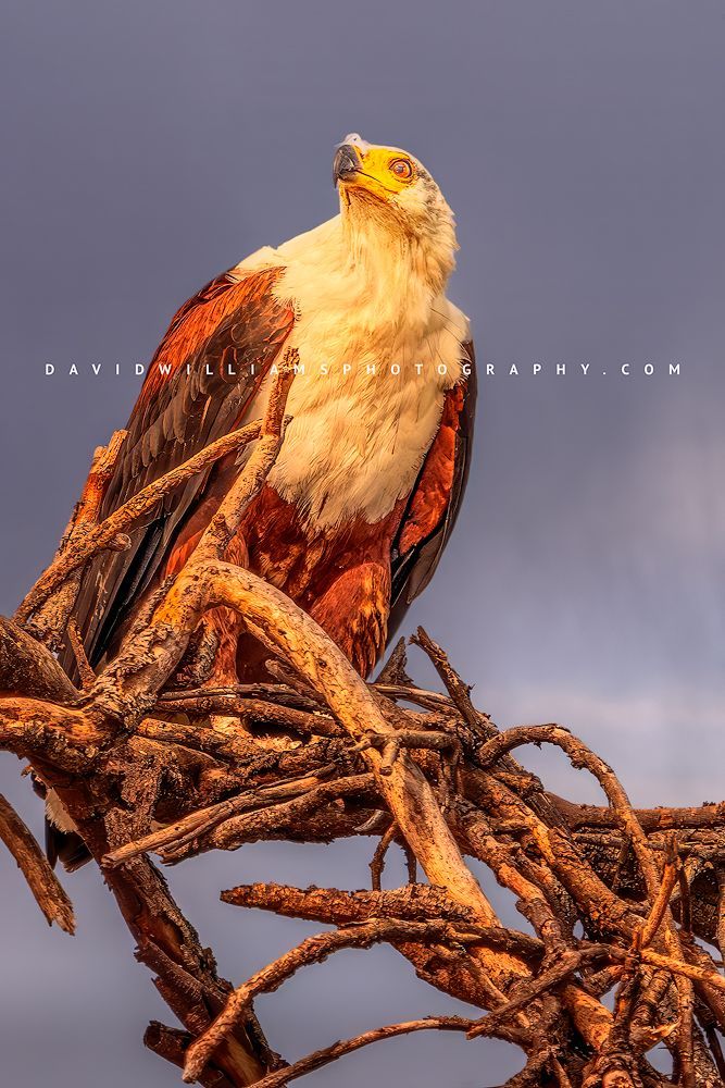 African Fish Eagle NZ98401