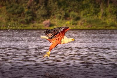 African Fish Eagle NZ98171