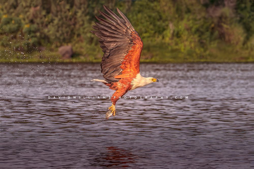 African Fish Eagle NZ98172