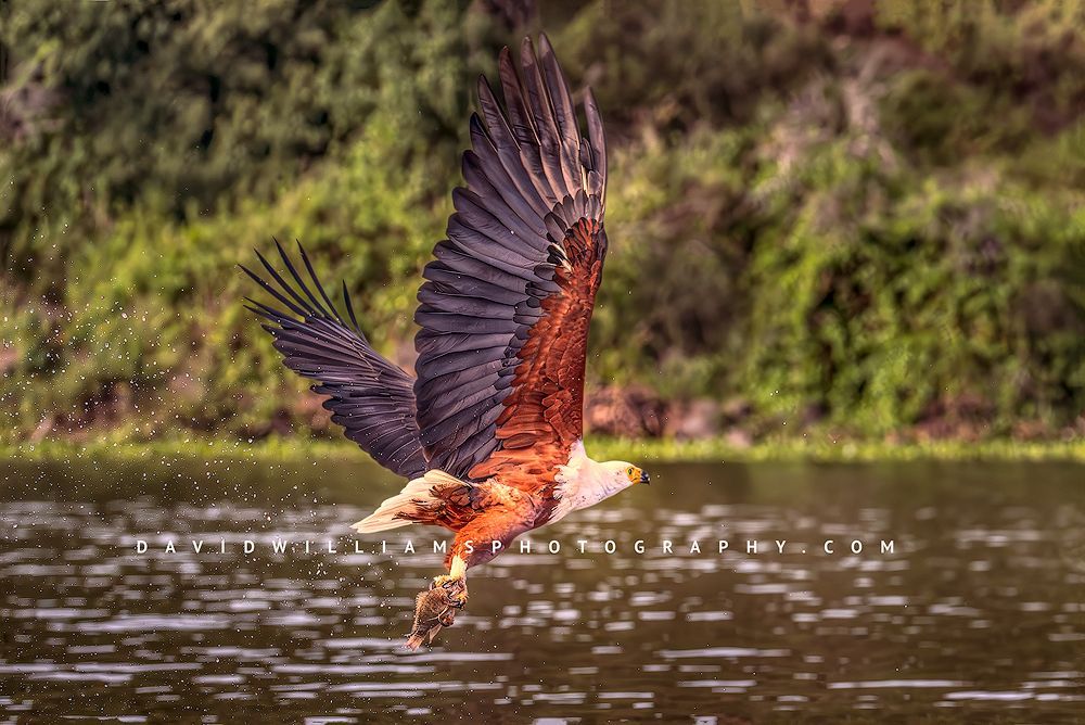 African Fish Eagle NZ98368