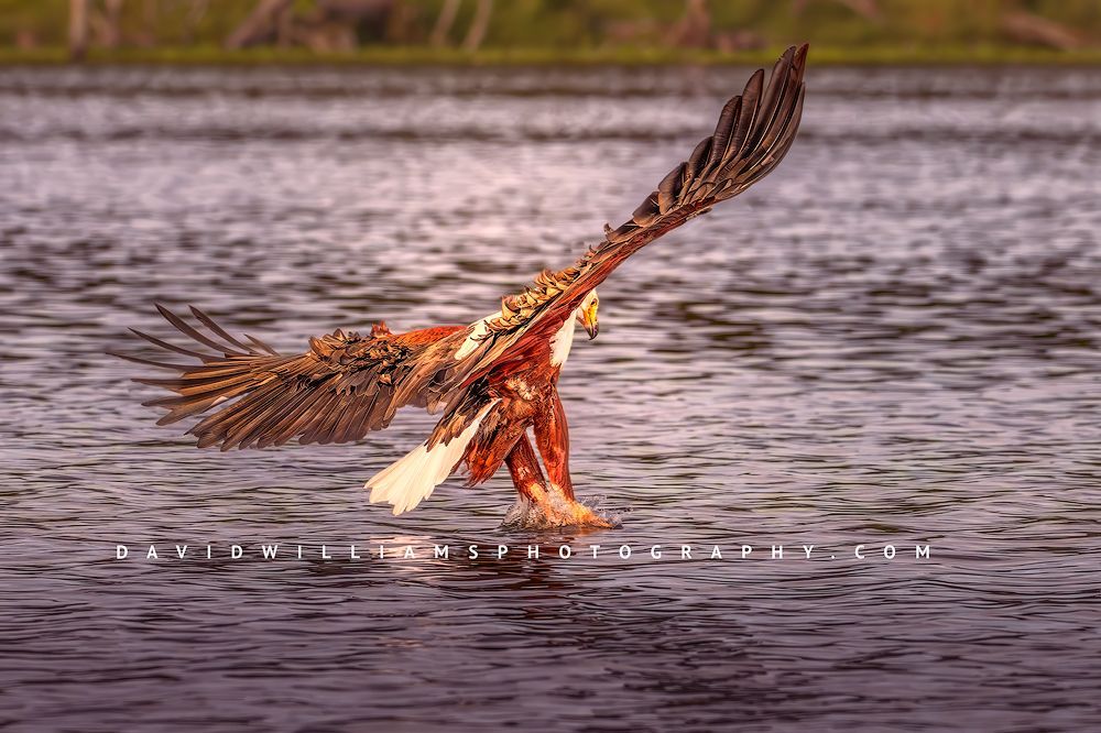 African Fish Eagle NZ98259