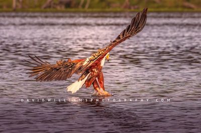African Fish Eagle NZ98259