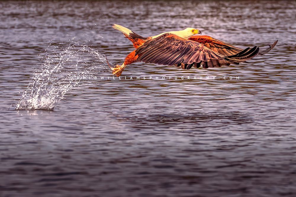 African Fish Eagle NZ98169
