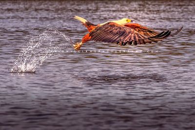 African Fish Eagle NZ98169
