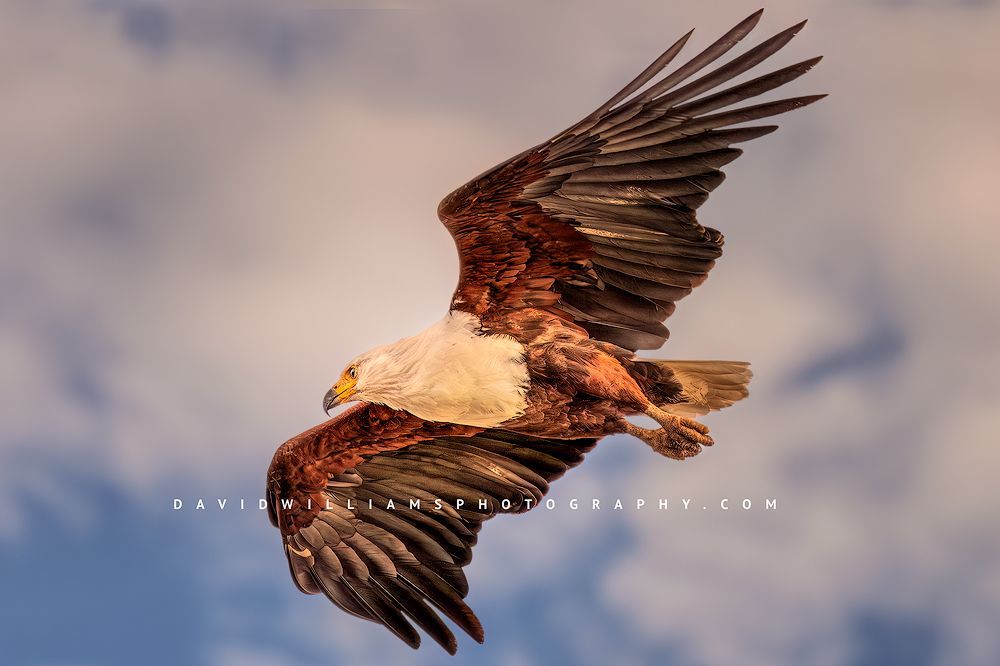 African Fish Eagle NZ97766
