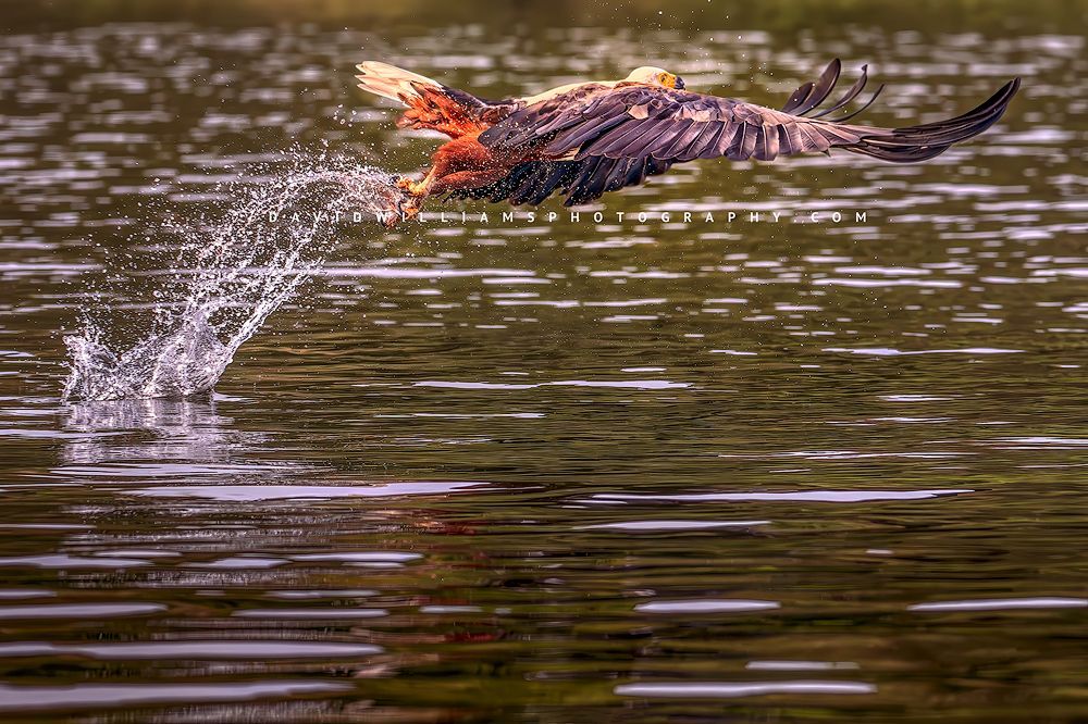 African Fish Eagle NZ98364