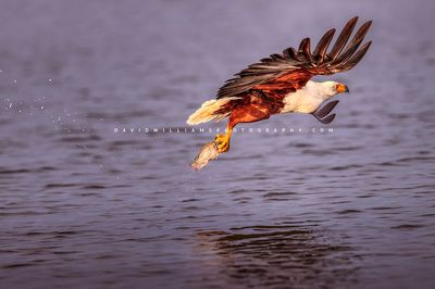 African Fish Eagle NZ97991