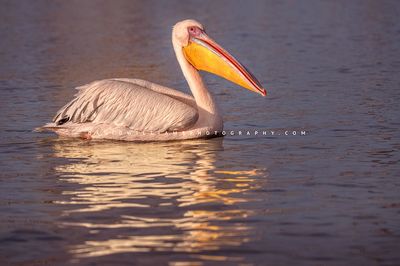 Great White Pelican S NZ97872