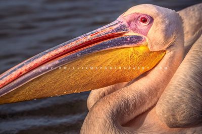 Great White Pelican S NZ97883