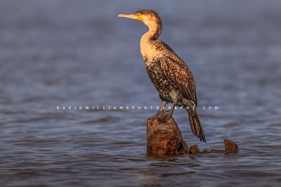 Great Cormorant NZ98036