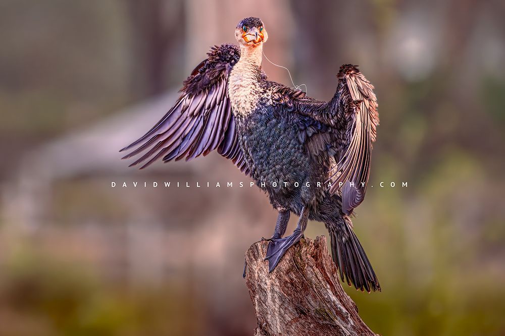 Great Cormorant S NZ97676