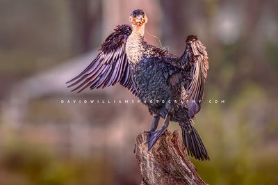 Great Cormorant S NZ97676