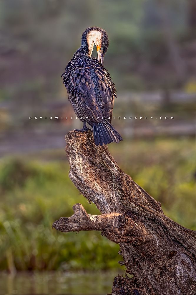 Great Cormorant S NZ97648